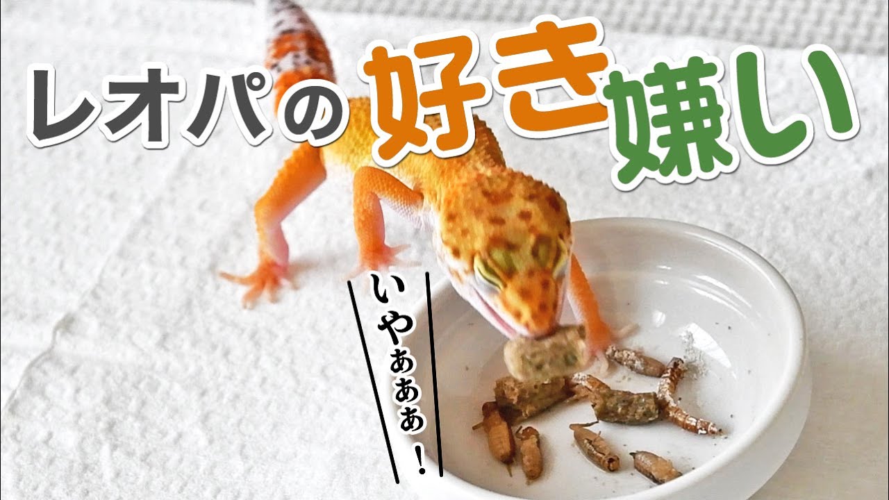 レオパにも餌の好き嫌いがあった 一番好きな餌は Youtube
