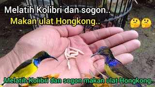 Melatih Kolibri dan sogon mau makan ulat Hongkong dan ulat kandang..!!🐦🐦2022
