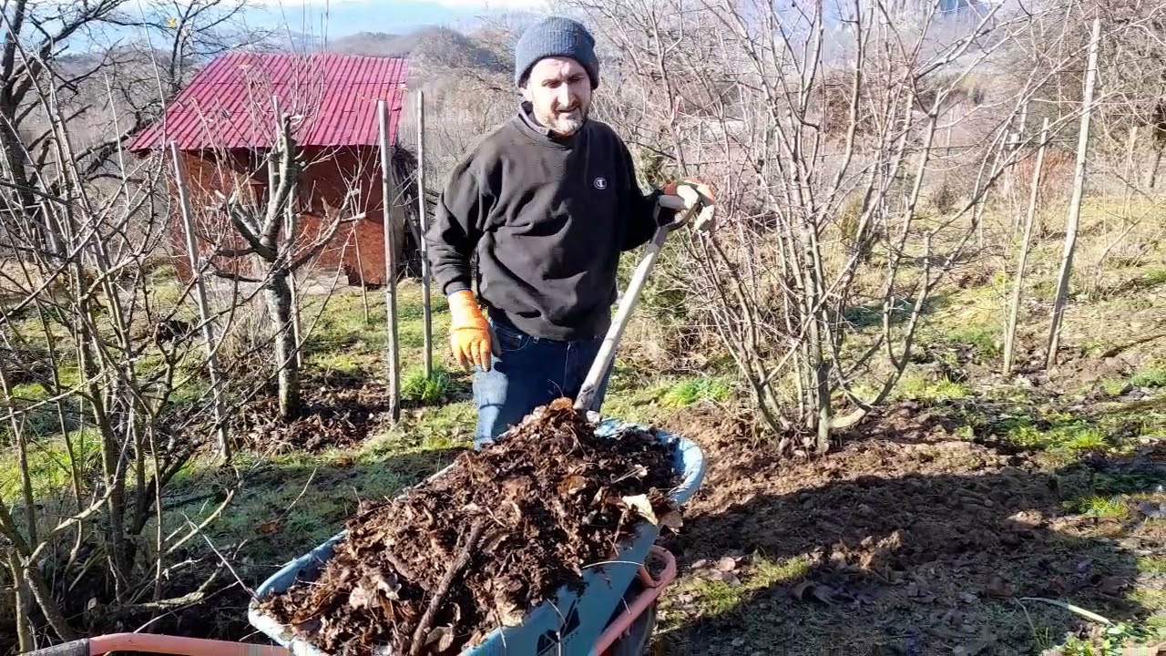 Saparea, fertilizarea si mulcirea arbustilor
