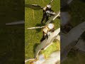 ANGELS VS DEMONS: THE MOST UNHOLY WAR EVER!!! - 50000 DEMONS VS 5000 ANGELS #shorts #short