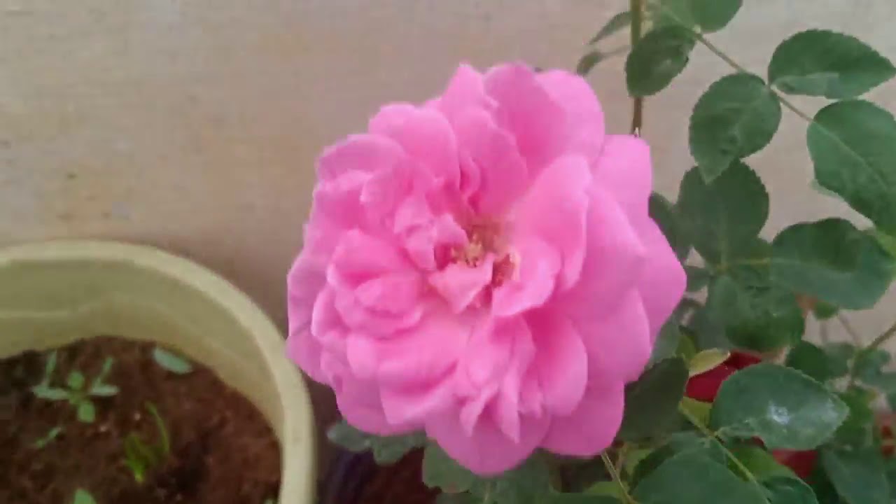 Rose Maintenance Tips Rose செடியில்அதிக பூக்கள் பூக்க நன்றாக வளர