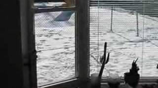 Crazy Squirrel