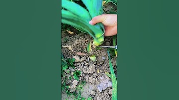 Cut the pandan leaves with scissors #shorts