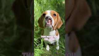 What makes you feel alive?  #dog #beagle #puppy #pet #cleftpalate