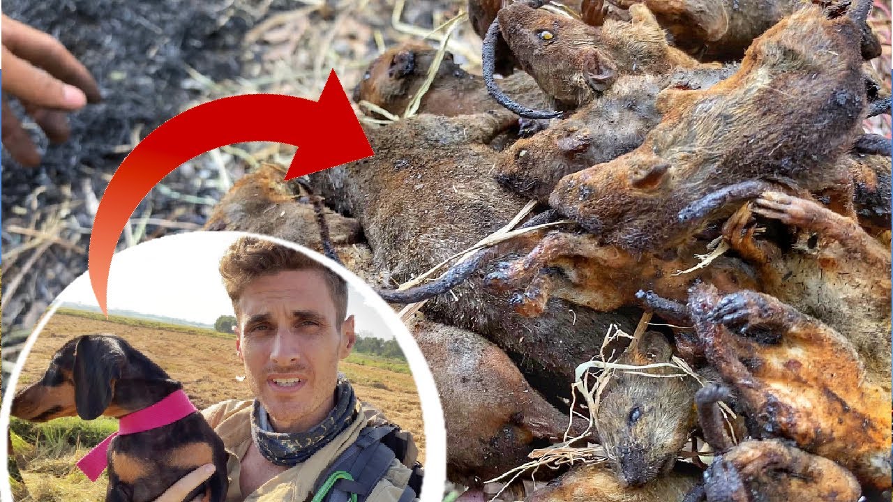 EATING RATS in VIETNAM! DOG HUNTS RATS! Ăn Chuột Đồng Ở Việt Nam! Chó Săn Chuột!