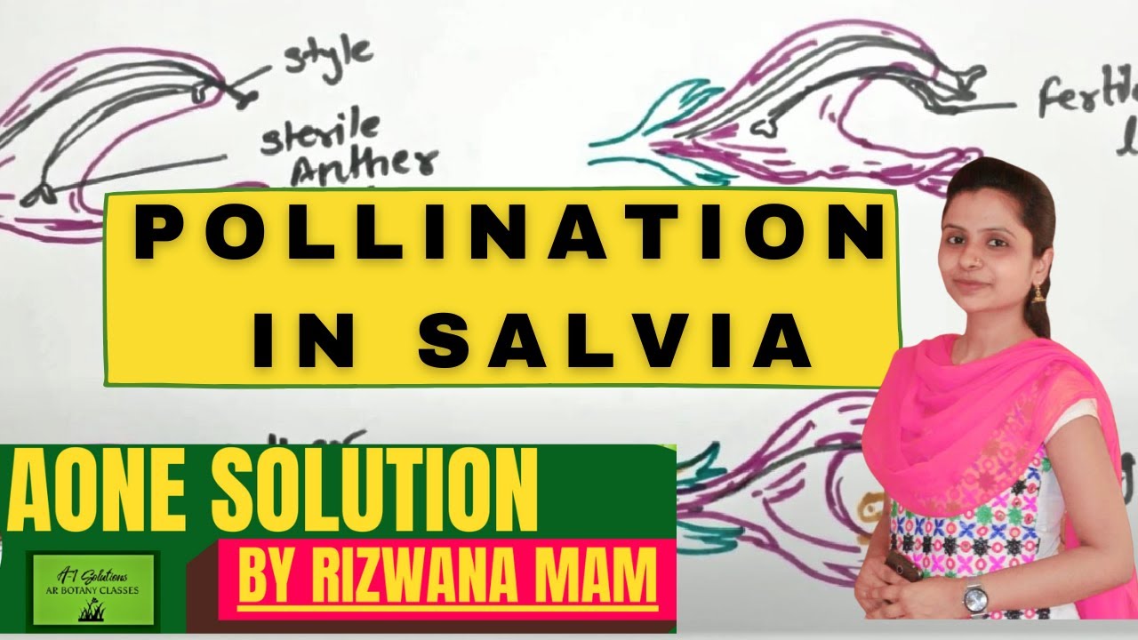 Pollination in Salvia in hindi by Rizwana mam - AR Botany Classes.