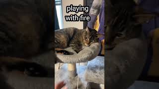 funny cat done with you cat meme shorts