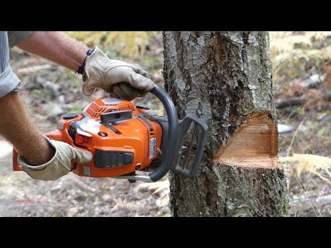 Safer Tree Felling