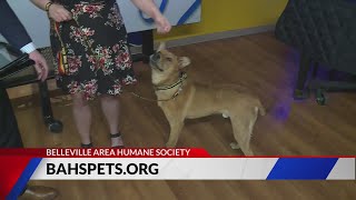 Adopt Scooby the dog
