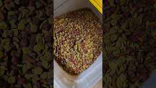 Kibbles N Bits Small Breed Mini Bits Savory Dog Food