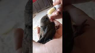 طيور ابابيل