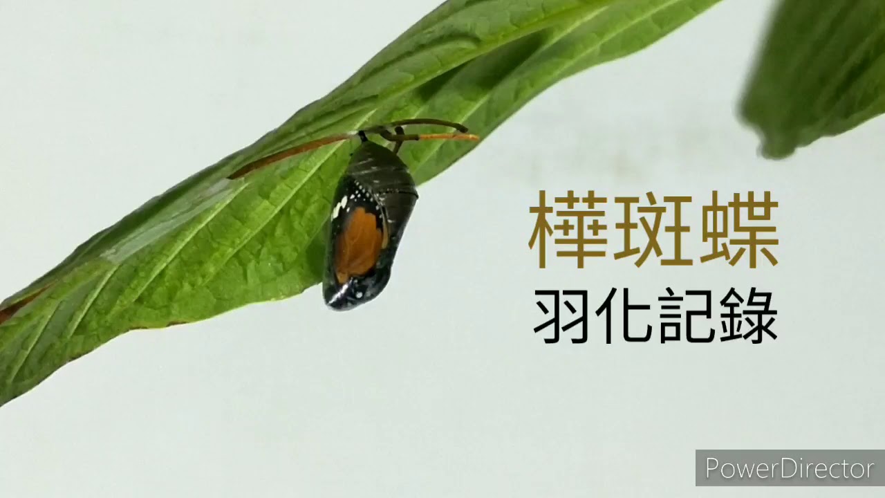 樺斑蝶 羽化記錄 Youtube