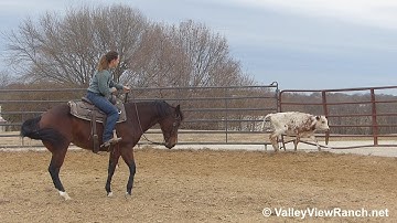 Hustlers Lil Sugar - working cows! - ValleyViewRanch.net