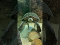Yellow-Headed Temple Turtle at the Columbus Zoo, 4-27-2026