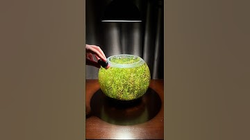 Algae scraper to clean your tank