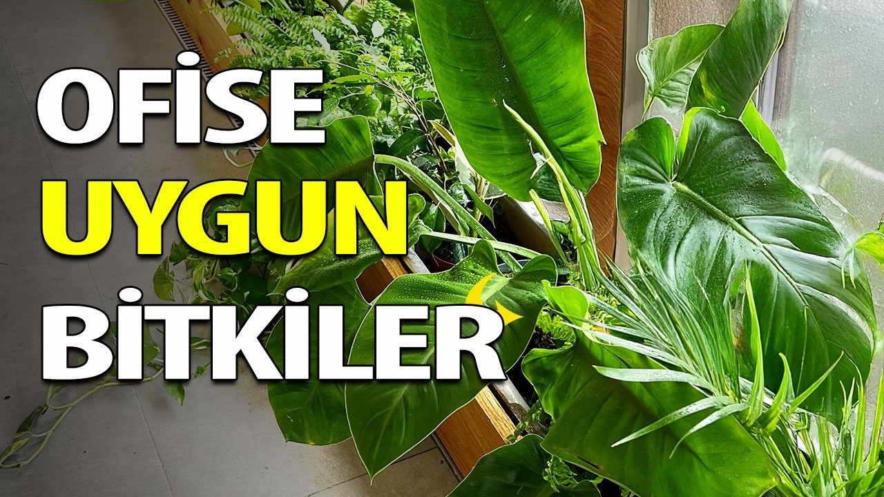 Kolay Ofis Bitkileri | Ofiste Hangi Bitkiler Yetişir? | Ev Yeşili