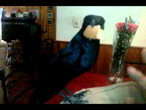 TORDO CHAQUEÑO CANTANDO A LA CAMARA, SIN DUDAS , EL MEJOR 