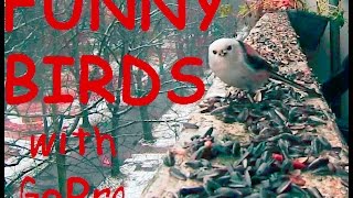 Cat TV - Funny Birds with GoPro HD by GoPro Cat & Dog Videos 105 views 8 years ago 1 minute, 53 seconds