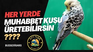 Evde Muhabbet Kuşu Üreti̇mi̇, Balkonda Muhabbet Kuşu Üreti̇mi̇