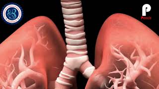 The_Human_Respiratory_System_Explained