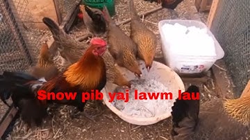 Mus pub qaib 020 thiab update kuv cov noog w