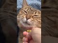 Sleepy cat #cat #cute
