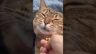 Sleepy cat #cat #cute
