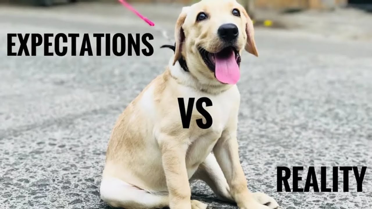 Expectations Vs Reality Having a Dog YouTube