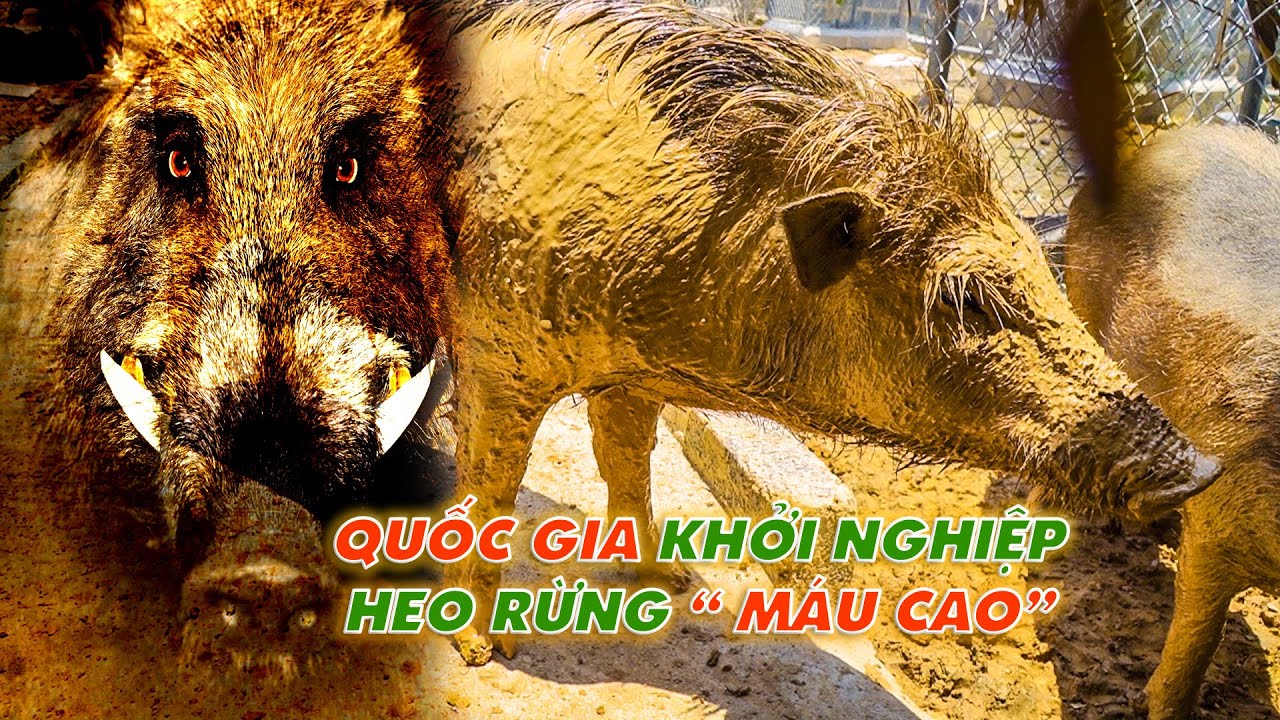 Chia sẻ kỹ thuật nuôi lợn rừng chi tiết nhất từ A đến Z || Những lưu ý khi chăn nuôi heo rừng