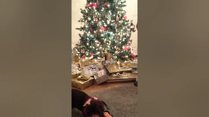 Dachhound opening her gifts