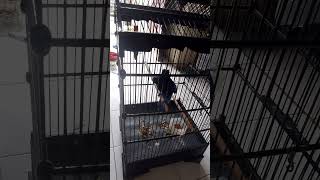 Download Lagu cucak biru teler MP3