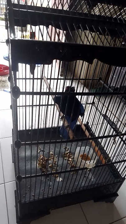cucak biru teler