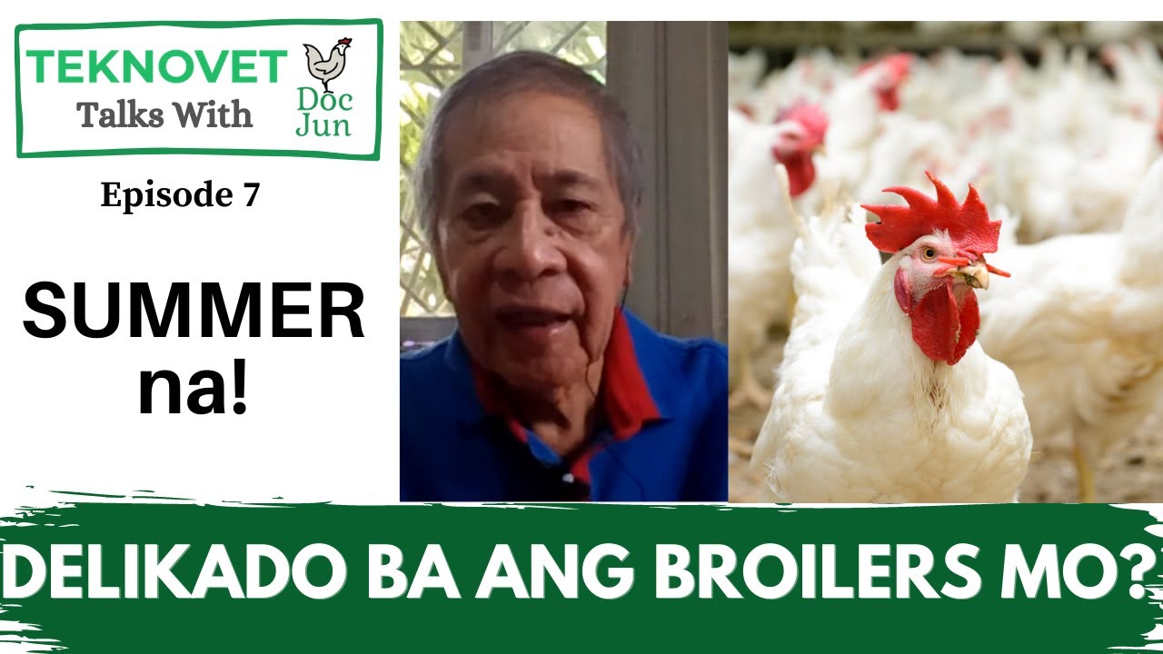 How Hot Weather Affects Broilers/45 Days Danger Signs of Heat Stress
