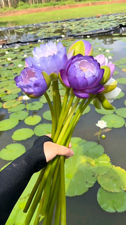 Beautiful Unique Water Lily #satisfying #flowers #naturelovers