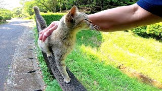 いつも手摺に座っている野良猫をナデナデしてきた