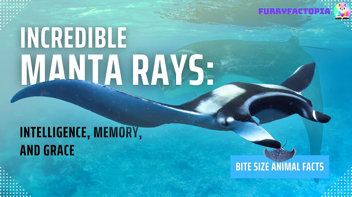 Incredible Manta Rays: Intelligence, Memory, and Grace