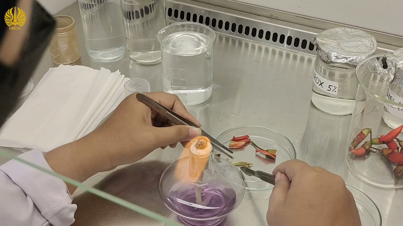 Video Pembelajaran Kultur Jaringan