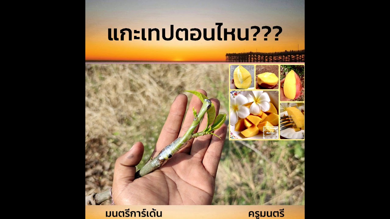 แกะเทปตอนไหม