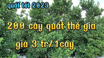 vườn còn 200 cây quất thế to khủng phục vụ quất tết 2023 , giá quất tết 2023