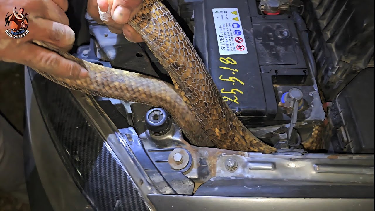 صيد كوبرا من داخل سيارة 🚗 مع مصطفى هجرس 