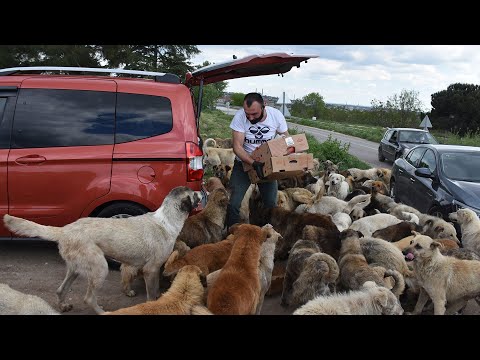 Video: Açlıktan Ölen Köpekleri Beslemenin Doğru Yolu