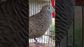 Download Lagu Burung merpati lokal memiliki suara penunjuk arah yang sangat jernih untuk umpan yang langsung merespons #shorts MP3