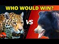 JAGUAR vs SLOTH BEAR - Who Would Win a real Fight?