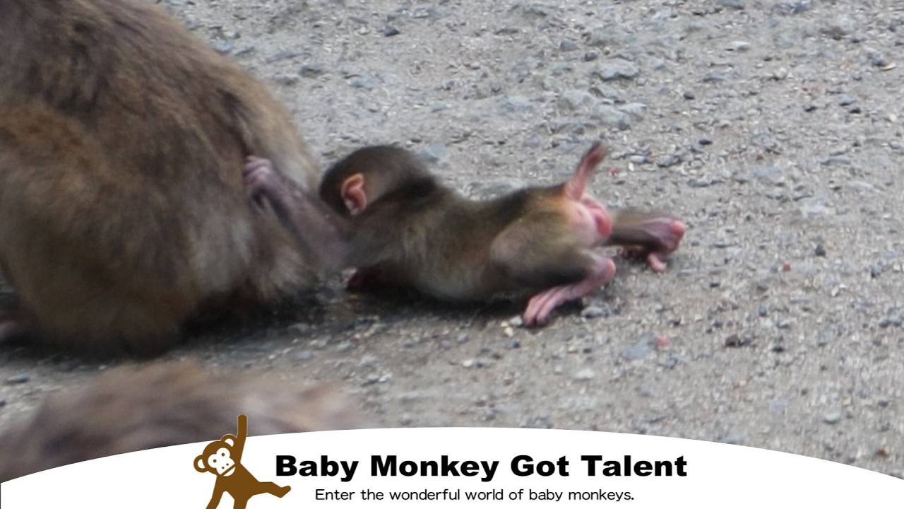 Тренировка Ходьбы у Маленькой Обезьянки! Иди Сюда! / monpai monyet baby monkey