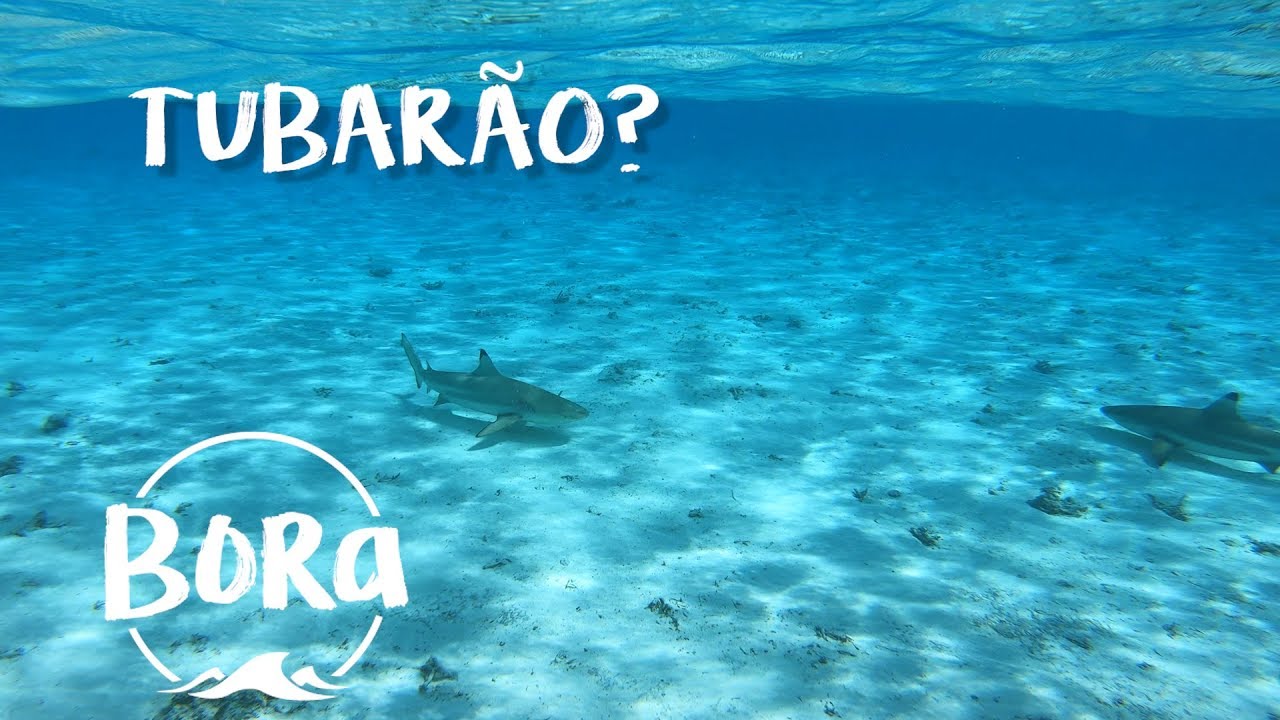 BORA #172 - INDO ATRÁS DOS TUBARÕES! A “ilha proibida” (English/Spanish CC)