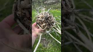 Last Years Big Three From The Garden