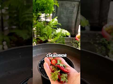 Никогда не выбрасывайте остатки от клубники #дача #сад #shorts