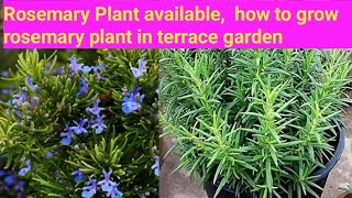 Rosemary Plant available,  how to grow rosemary plant in terrace garden