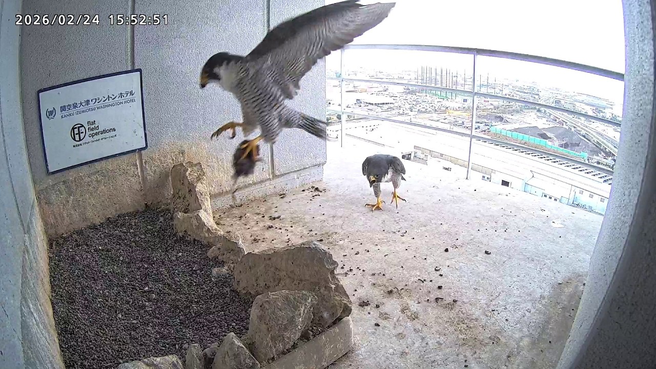 2026-02-24 (15:52) Sara's Unusual Bowing After Courtship Feeding! / 求愛給餌の後珍しくさらちゃん挨拶!
