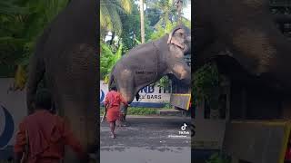 ?respect ?for elephant ??viral trends cartoon stunt circus scary alone racing cars new